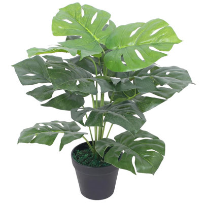 Monstera Floor Foliage Plant in Pot