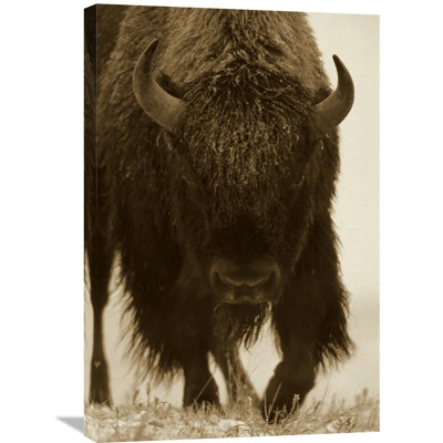 " American Bison "