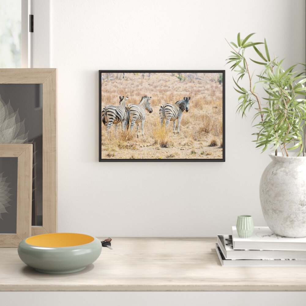 Gerahmtes Wandbild ZebraherdeWildgras