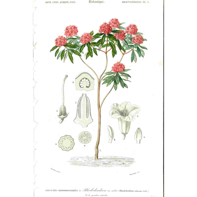 " Scientific Illustration Red Flower Tree ", 18" H x 12" W  