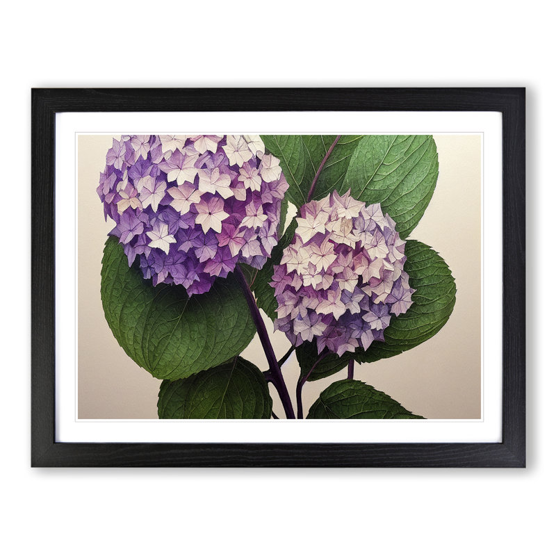 Watercolour Hydrangea Flowers Vol.2 - Single Picture Frame Print, Black, 46cm H x 64cm W x 2cm D