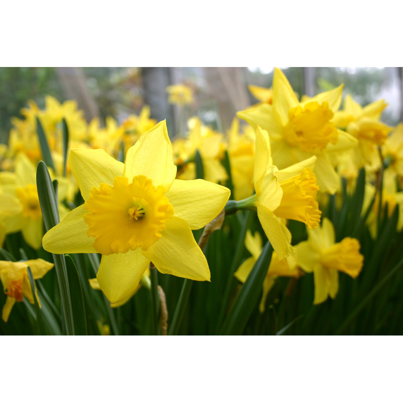 Yellow Daffodils by Evantravels - Wrapped Canvas Print, 51cm H x 76cm W x 3.8cm D