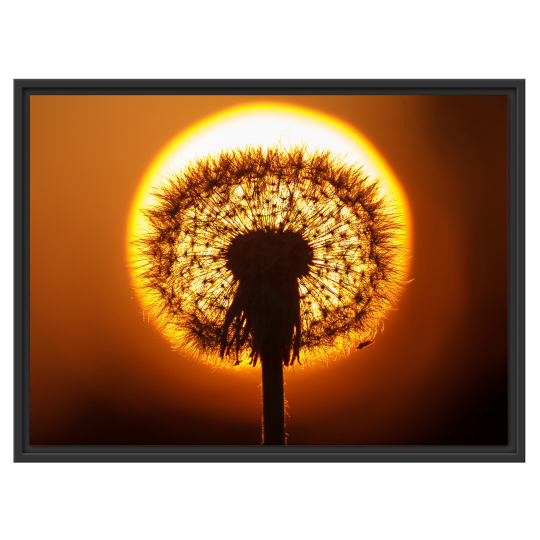 Gerahmtes Wandbild Pusteblume abends