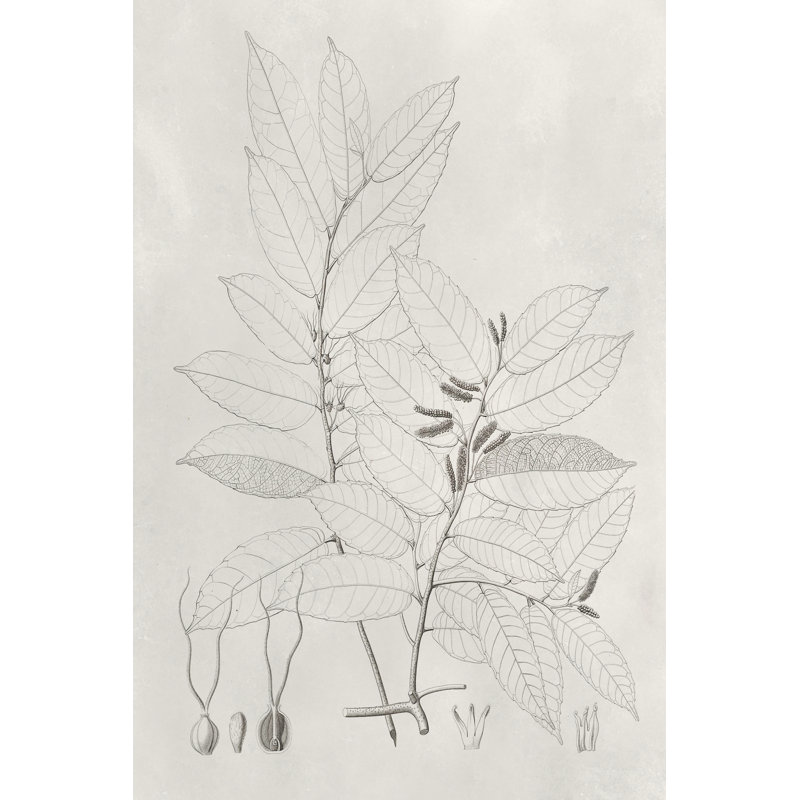 Vintage Leaves VI - Drawing, 61 cm H x 91 cm W, Wrapped Canvas