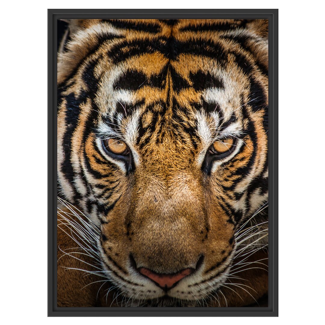 Gerahmtes Wandbild Tiger mit hellbraunen Augen