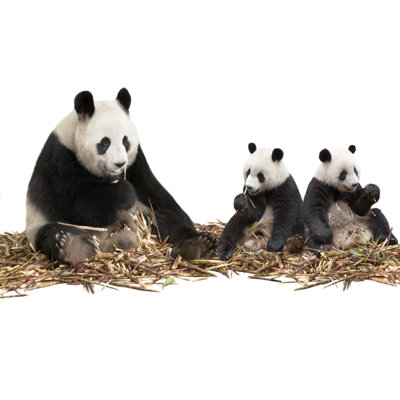 Panda family eating bamboo shoots