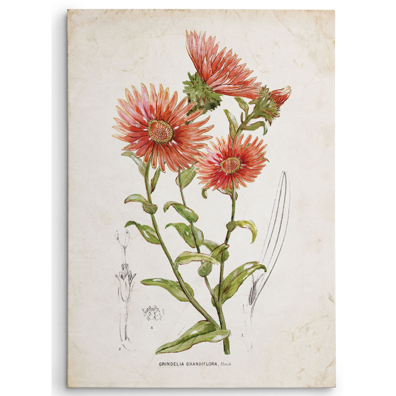 «Botanical I» par Nan - reproduction sur toile, H 16 po x l 20 po x P 1,5 po
