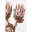 Dried Flower Bunch-119034006-119034007