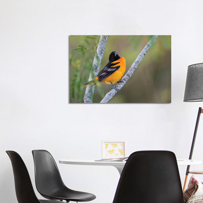 Baltimore Orioles 1 Piece Wrapped Canvas Wall Art