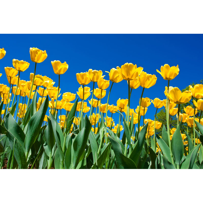 Tulip Flowers - Wrapped Canvas Print, 30cm H x 46cm W