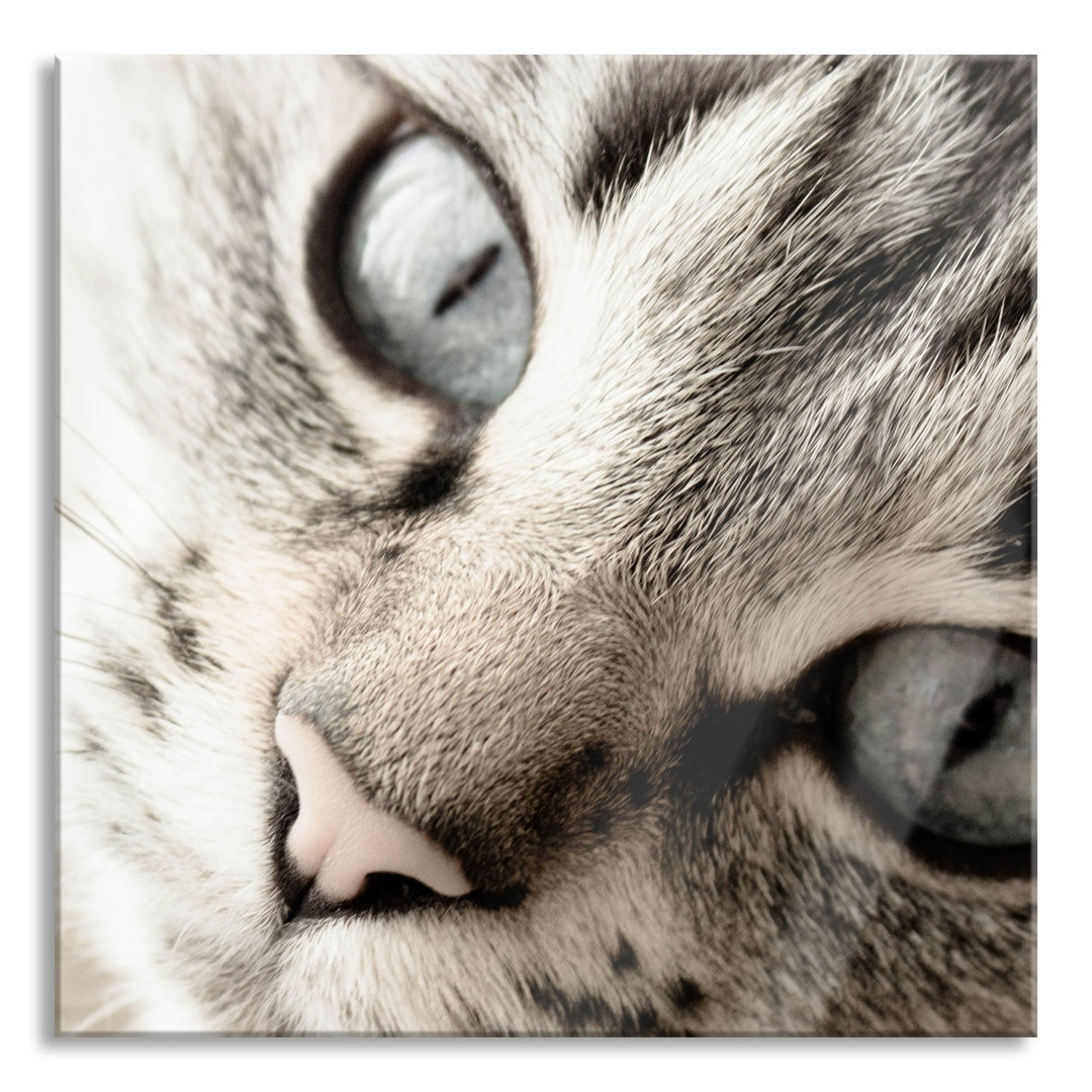 Big Cat Eyes - Ungerahmte Fotografie auf Glas