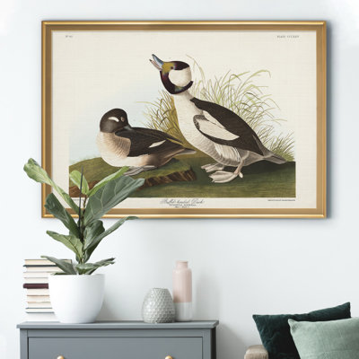 «Buffel Headed Duck», reproduction sur toile encadrée