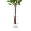 Globe chardon dans un vase en verre