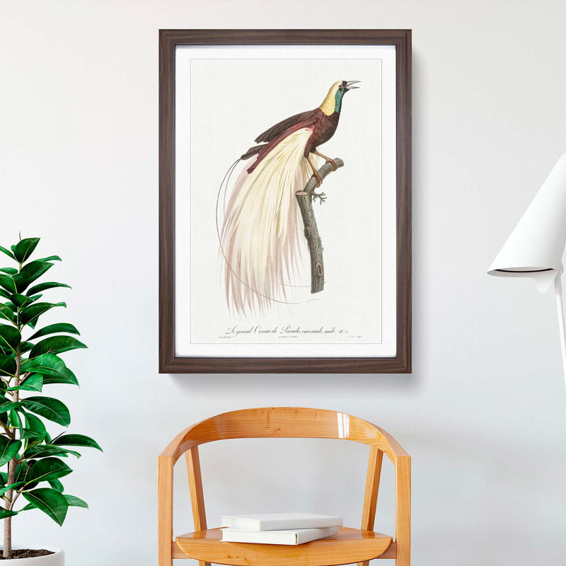 Emperor Bird of Paradise by Jacques Barraband - Picture Frame Painting Print, 36cm H x 27cm W x 2cm D, Walnut Framed