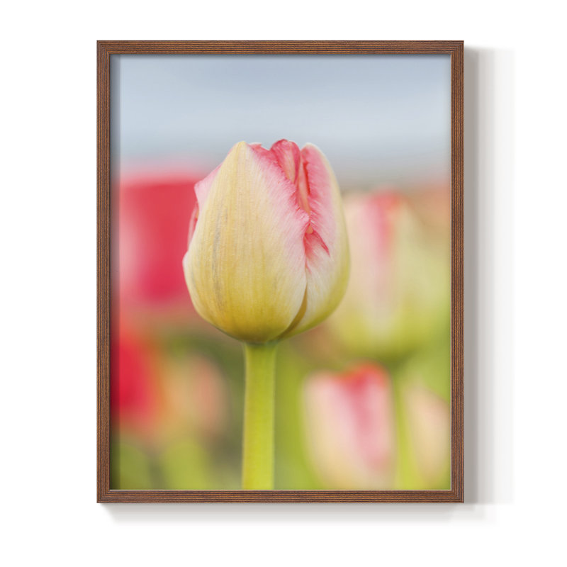Twotone Tulip Framed Print - Solid Wood, Brown, 10" H x 8" W