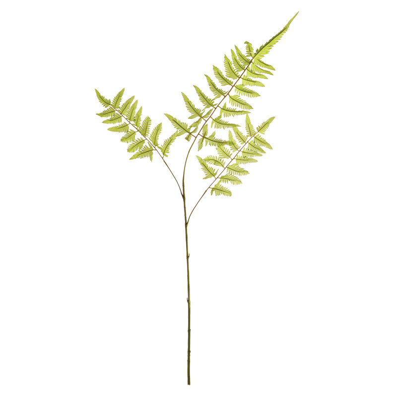 Bracken Fern Stem