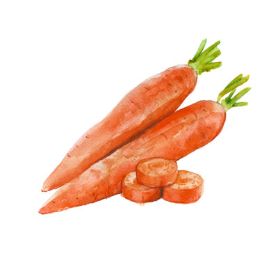Carrot On White Background - Wrapped Canvas Painting