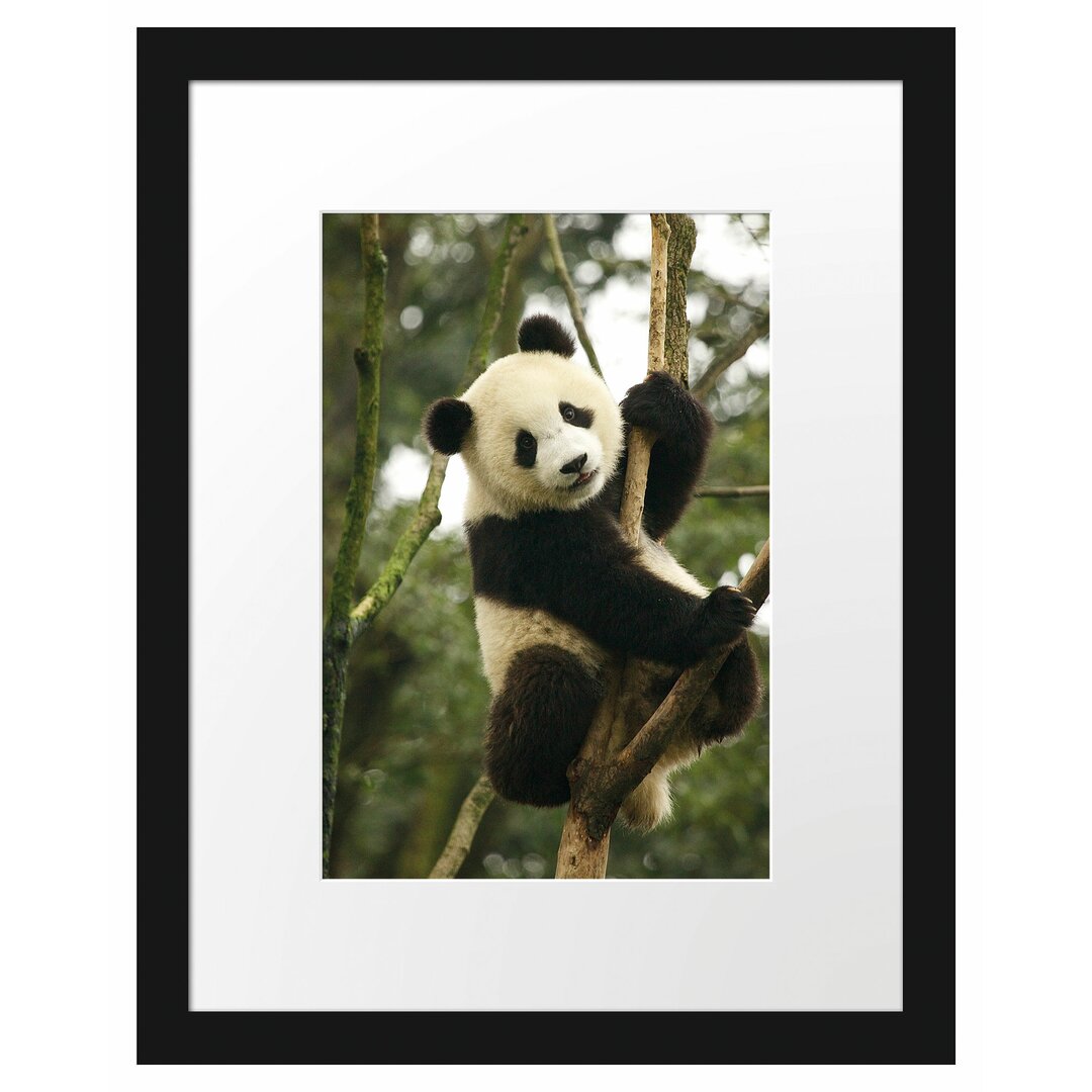 Niedlicher Panda im Baum" Gerahmtes Fotoposter