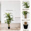 Artificial Dracaena Plant, 105cm / 120cm /150cm/180cm Tall Indoor Faux Tropical Tree with Realistic Variegated Leaves, Maintenance Free Decorative Floor Plant for Living Room Office Bedroom-1181743671