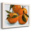 Agrumes groupés II-96287072-96287074