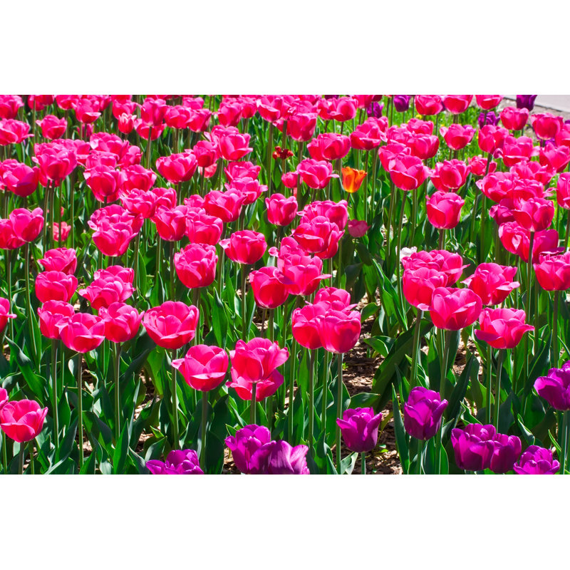 Tulip Flowers, 51cm H x 76cm W