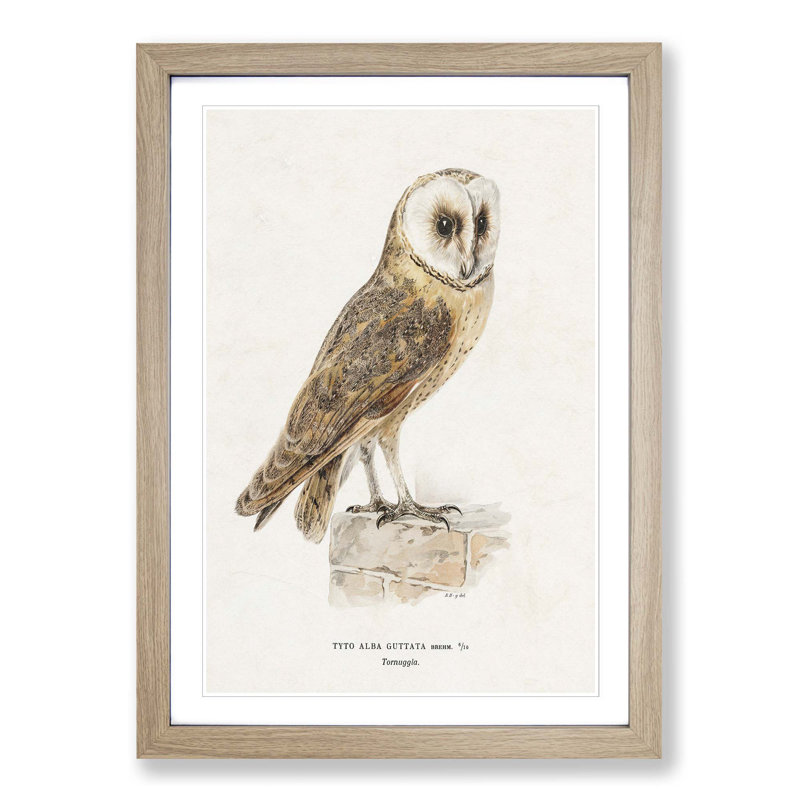 Perched Owl by Von Wright - Picture Frame Painting Print, 36cm H x 27cm W x 2cm D, Oak Framed
