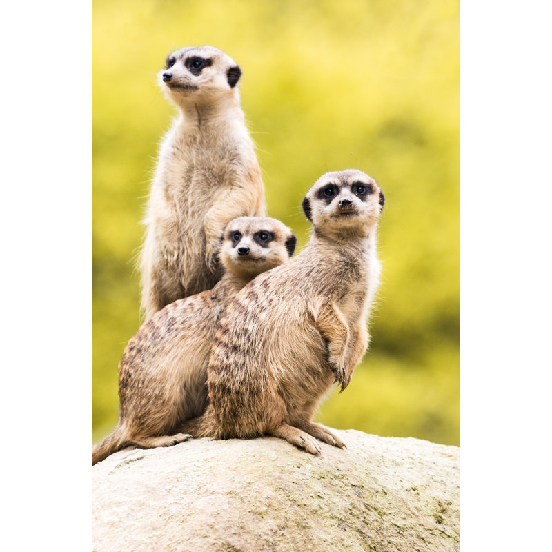 Suricates de garde par Zoran Kolundzja, H 36 po x l 24 po