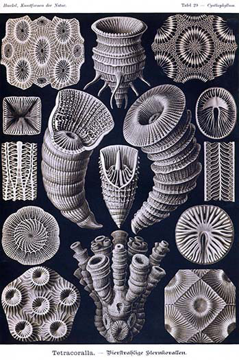 Corail tetracoralla par ernst haeckel-impression d’art graphique, H 66 po x l 44 po x P 1,5 po