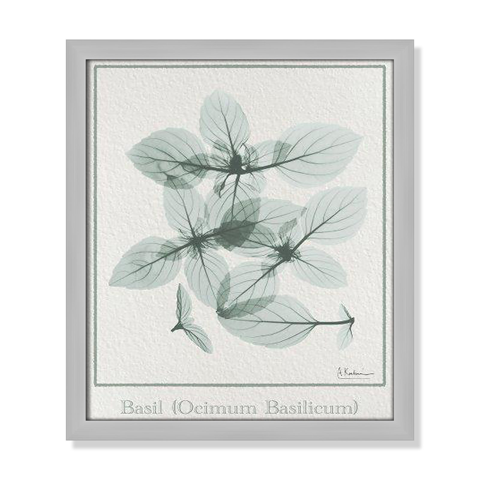 Jeanette "Basil Ocimum Basilicum" Painting, 15" H x 13" W x 1.25" D, Gray Framed Paper