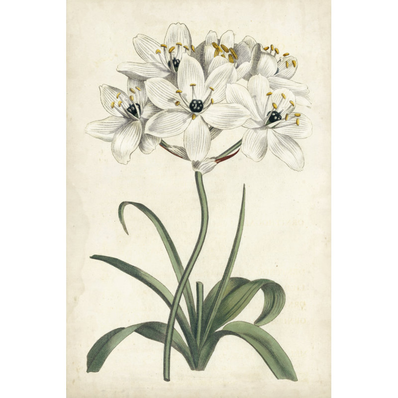 Ivory Garden V -  Graphic Art, 46 cm H x 30 cm W, Wrapped Canvas