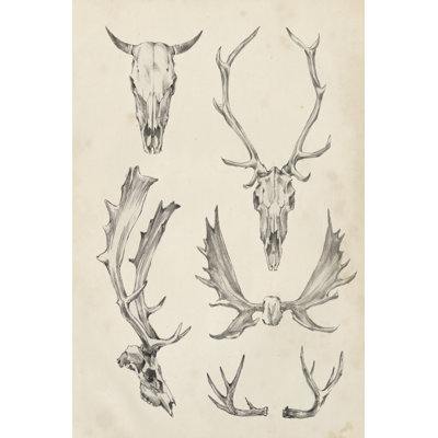 Skull and Antler Study II by Ethan Harper - Graphic Art Print