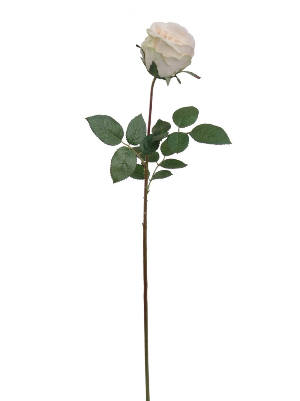 Stemmy Roses Primrue Roses Stem | Wayfair