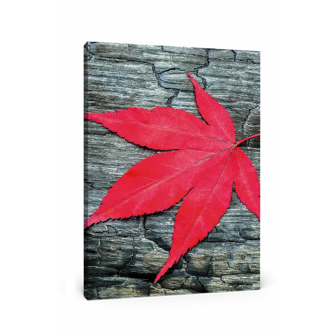 Leinwandbild Rotes Blatt auf Holz Laub Natur, Fotodruck