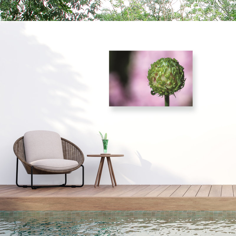 Kurt Shaffer Garlic Seed Head Study On Pink Outdoor  Canvas, 12" H x 19" W