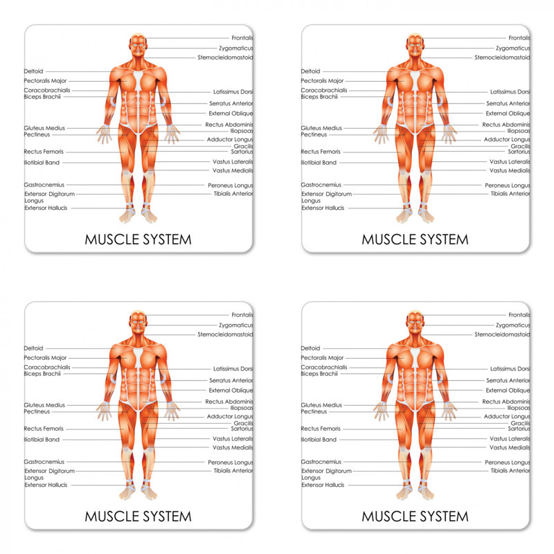 Sous-verre de l’anatomie humaine