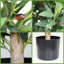 Ensemble de 2 plantes topiaires artificielles avec pot