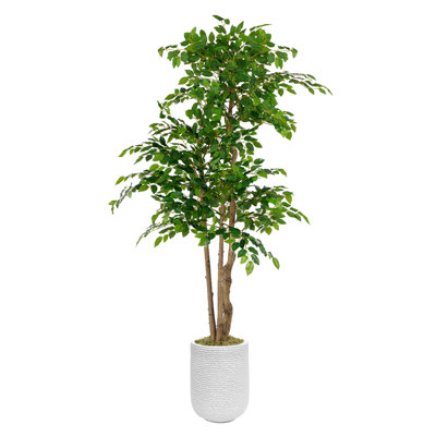 70 "Faux Ficus Tree In a White Magnesium Mud Flower pot, Faux Plant