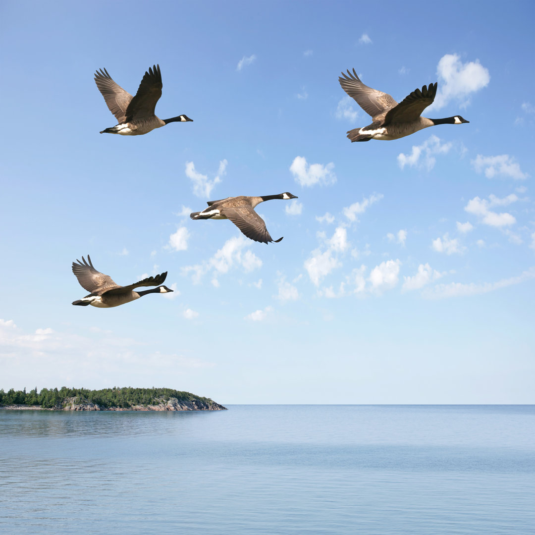 Fliegende Kanadagänse - Leinwandbild