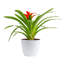 Foliage Plant in Planter