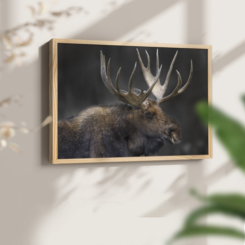 Moose Portrait -Framed Print - Restickable, Natural, 16" H x 20" W