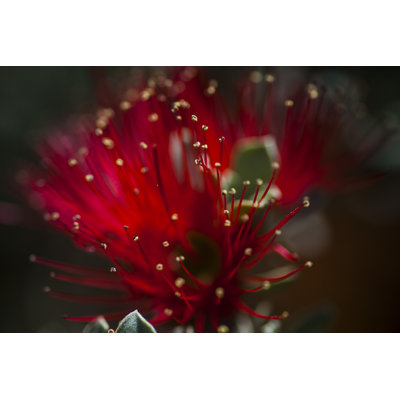 Beaury Bottle Brush - Wrapped Canvas Print