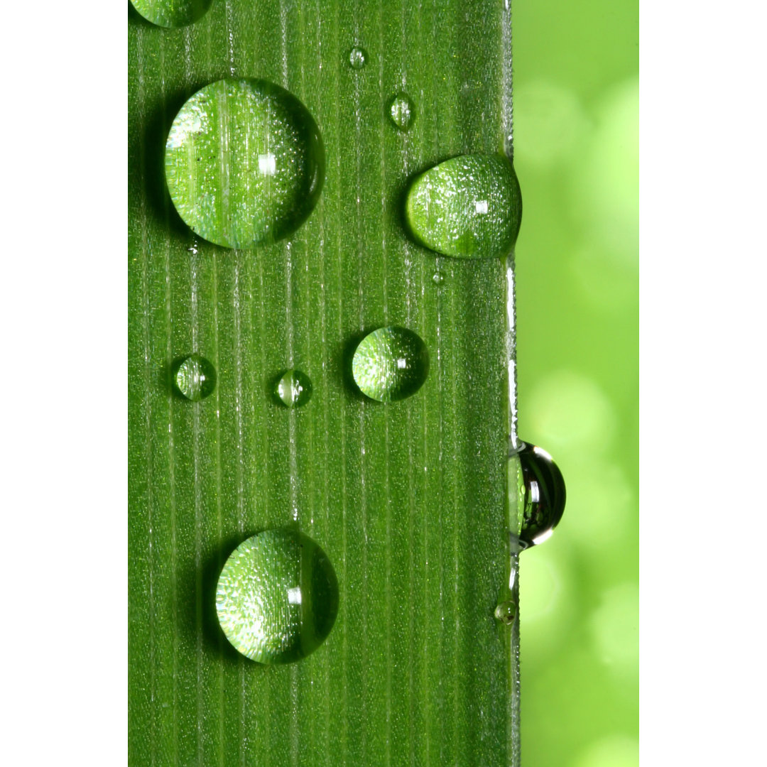 Wassertropfen auf Blatt Nahaufnahme von Macroworld - Leinwand Kunstdrucke