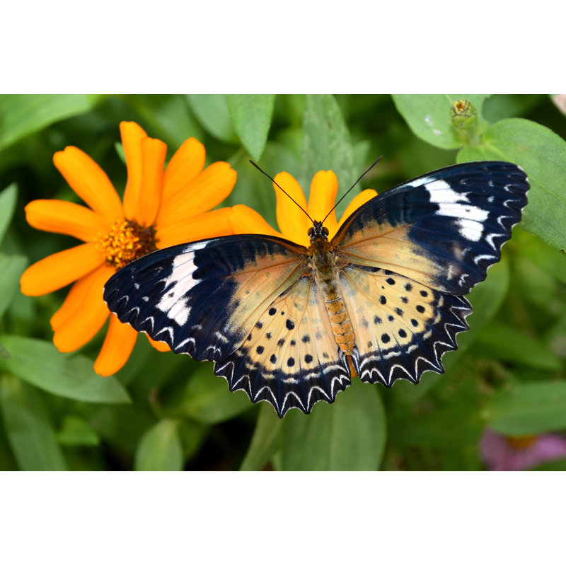 Butterfly Close-Up - Wrapped Canvas Print, 81cm H x 122cm W x 3.8cm D