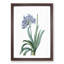 Lily of the Nile by Pierre-Joseph Redoute - Picture Frame Painting Print-55582583-55582584