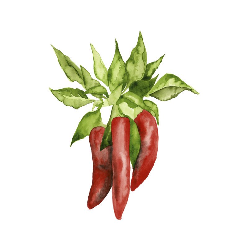 Watercolor Veggie II by Naomi McCavitt - Wrapped Canvas Print, 46cm H x 30cm W x 3.8cm D