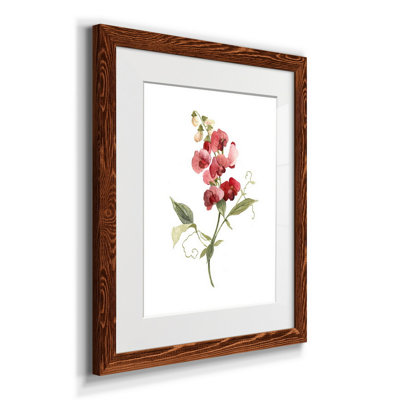 Scarlet Sweet Pea - reproduction d'art sur papier encadrée
