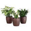Live Low Light Houseplant Set-100088148
