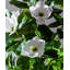 Faux arbre artificiel Magnolia-111031447