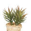 3 plantes grasses en pot
