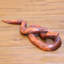 Sculpture en python Stanbridge Citra